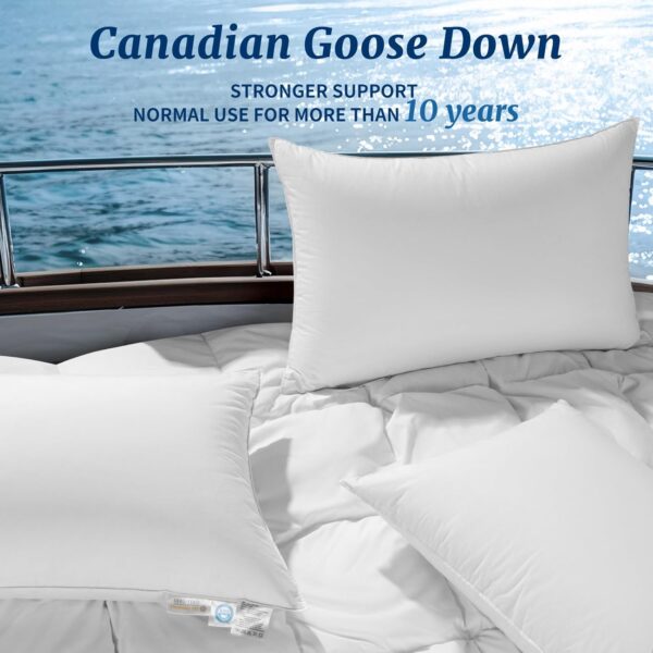 Canadian luxury velvet pillows exclusively for star hotels - 图片 2